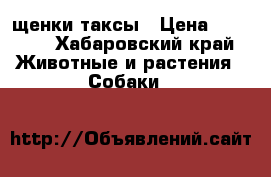 щенки таксы › Цена ­ 3 000 - Хабаровский край Животные и растения » Собаки   